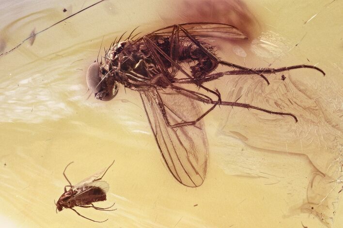 Fossil Long-Legged Fly and True Midge in Baltic Amber #330671